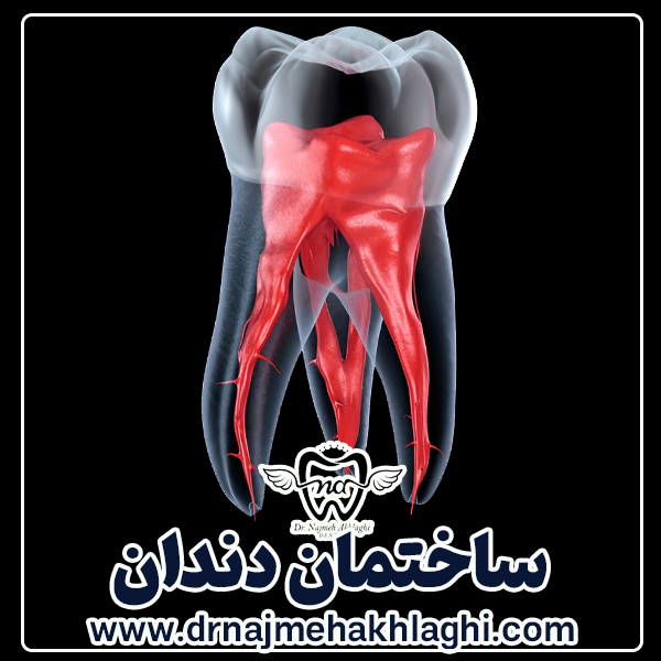 Tooth structure: what you need to know about the different parts of your teeth - Dr. Najmeh Ehalli