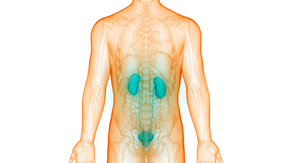Urinary retention due to lumbar disc - pelvic floor physiotherapy in Mashhad