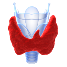 الدراسة تدعو لمزيد من فحص أمراض الغدة الدرقية توصي الدراسات بمزيد من فحص أمراض الغدة الدرقية - طبيبة أمراض النساء في رشت د. بهناز شرف الدين - العقم، التلقيح الصناعي، تنظير البطن