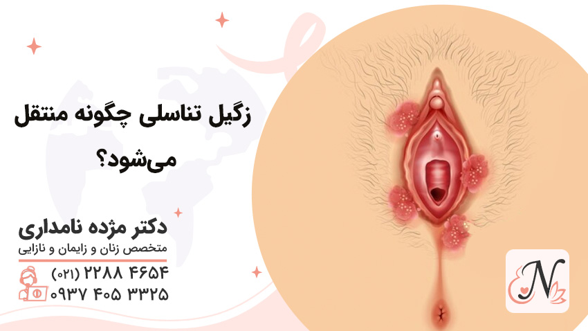 How are genital warts transmitted? [Methods of transmission and prevention]