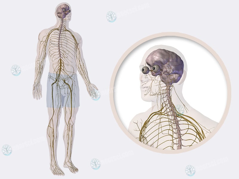 الجهاز العصبي - نورساي