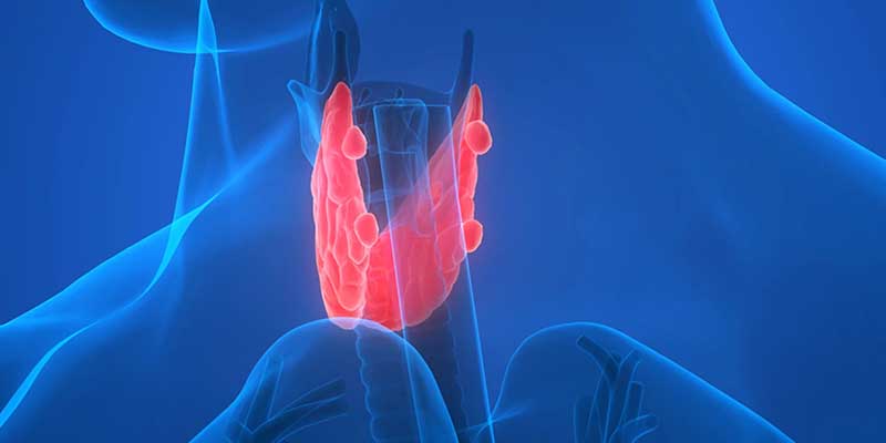 What changes does the parathyroid undergo after thyroid surgery?