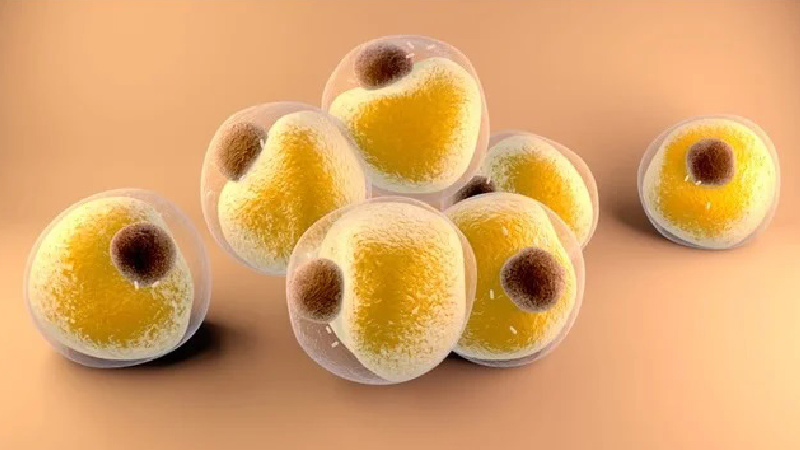 خلية شحمية (خلايا دهنية)