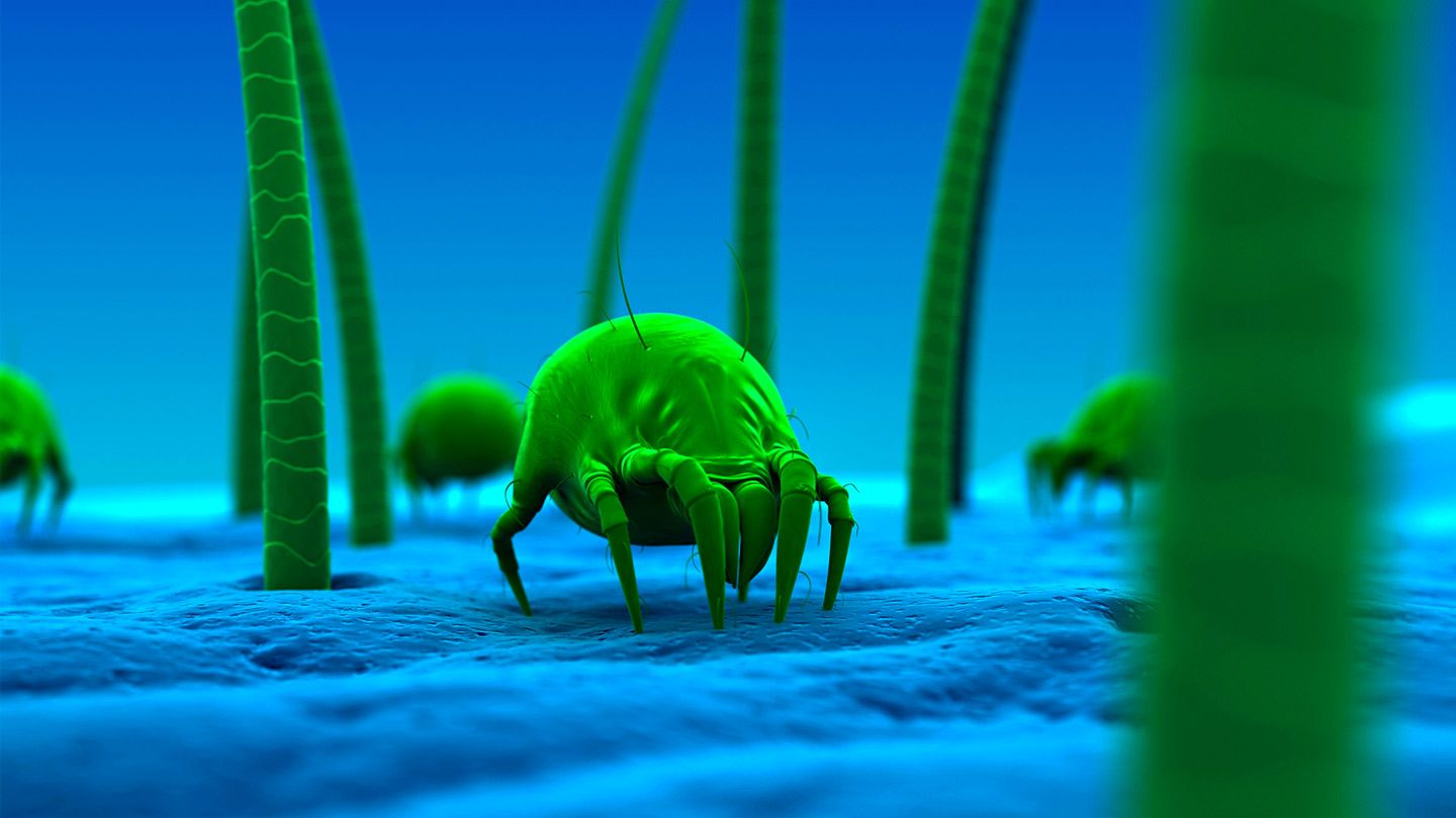 Important recommendations for controlling and eradicating house dust mite: - Dr. Jafari