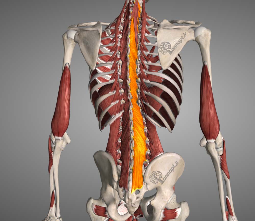 كل ما تريد معرفته عن آلام تشنج عضلات الظهر وطرق علاجها!