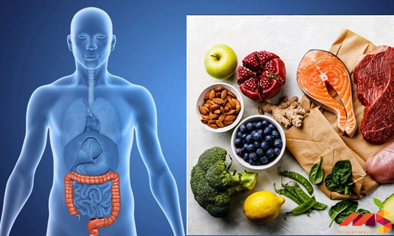The effect of vegetarianism on intestinal health and digestion