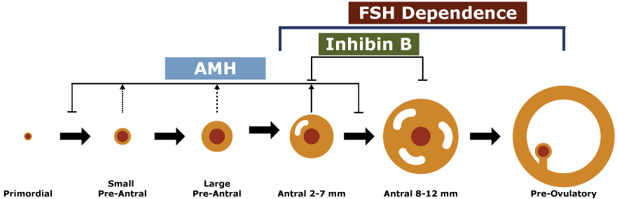 ما هو AMH وماذا يعني بالنسبة للخصوبة؟ - طبيبة النساء رشت د. بهناز شرف الدين - العقم، أطفال الأنابيب، تنظير البطن