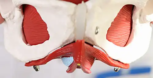 What is perinorrhoea? - Scientific and practical guide to perineum repair