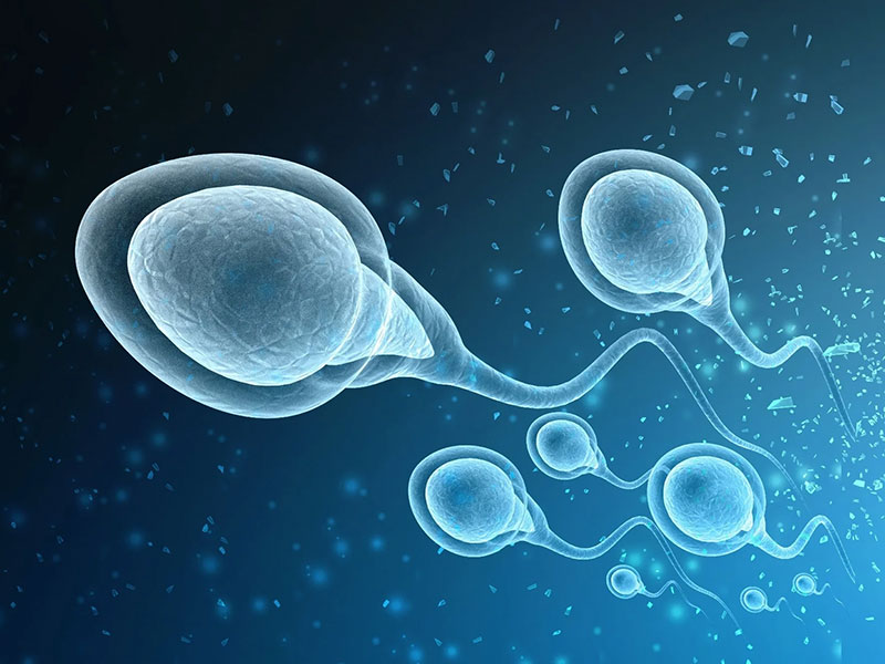 أين وكيف يتم إنتاج الحيوانات المنوية؟