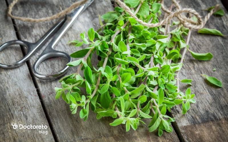 هر آنچه باید درباره فواید مرزنجوش برای مغز بدانید