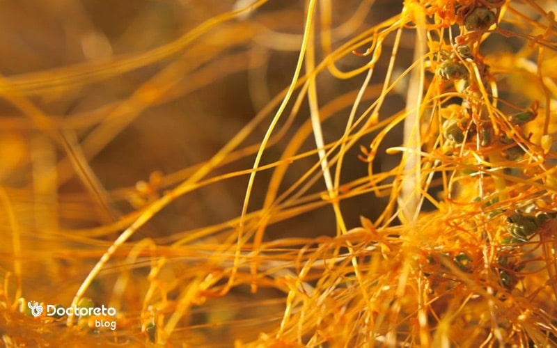 خواص خوش بین برای مغز چیست؟ مزایای مهم و موثر را بررسی کنید